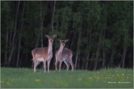 <p>DANĚK SKVRNITÝ (Dama dama) Šluknovsko - Valdek /Fallow deer - Damhirsch/</p>
